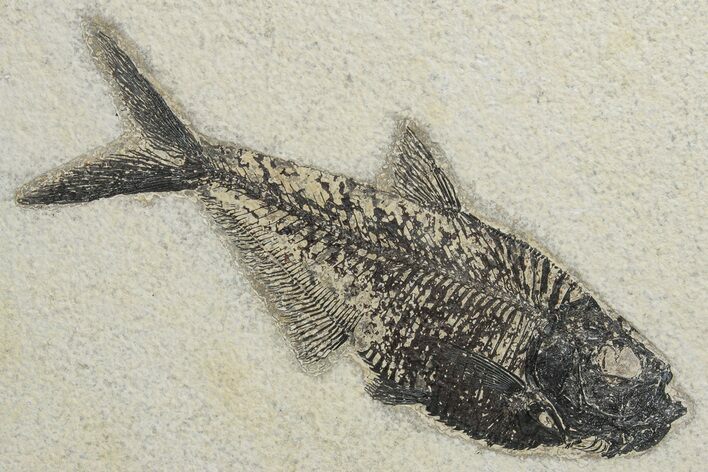 Fossil Fish (Diplomystus) - Wyoming #222848